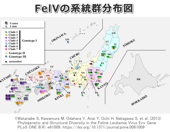 日本国内における猫白血病ウイルス（FeLV）の系統群分布図（クレイドグラム）