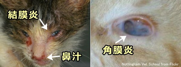 猫ウイルス性鼻気管炎でみられる目と鼻の症状