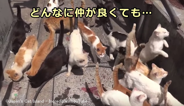 ケンカや交尾の有無にかかわらず、集団生活している猫では猫免疫不全ウイルス(FIV)の感染リスクがある