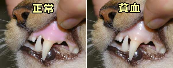 正常な猫の歯茎と貧血状態の猫の歯茎の色