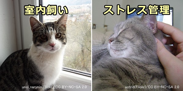 猫白血病ウイルス（FeLV）陽性猫と暮らす際のポイントは、室内飼いとストレス管理