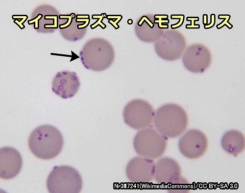 赤血球に潜んだマイコプラズマ・ヘモフェリス（Mycoplasma haemofelis）
