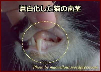 蒼白化した猫の歯茎～貧血の代表的症状の一つ