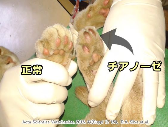 動脈血栓塞栓症によってチアノーゼを起こした猫の肉球