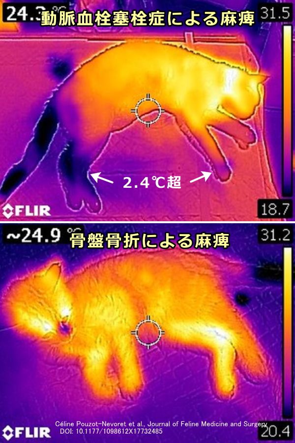 動脈血栓塞栓症を発症した猫では前肢と後肢の温度差が2.4℃以上になる
