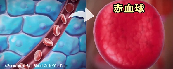 ミトコンドリアを持たない赤血球は解糖系によってエネルギーを賛成しなければならない