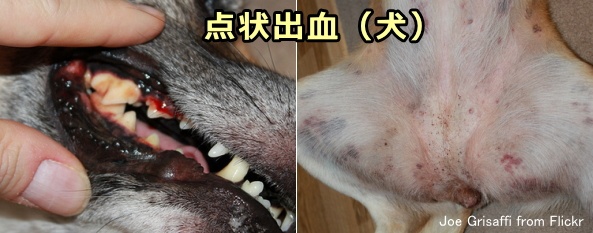 犬の口内粘膜と下半身に現れた点状出血