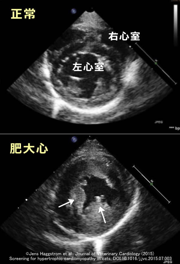 正常な猫の心臓と対称性肥大を起こした心臓の比較心エコー画像