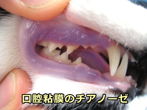 猫の口腔粘膜におけるチアノーゼ
