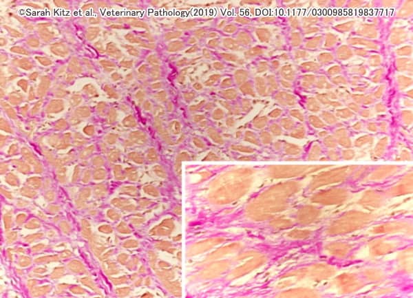 肥大型心筋症を発症した猫の心臓における組織学的所見