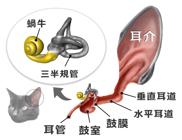 猫の蝸牛と三半規管の位置関係