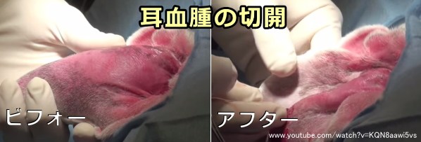 耳血腫に対する切開術