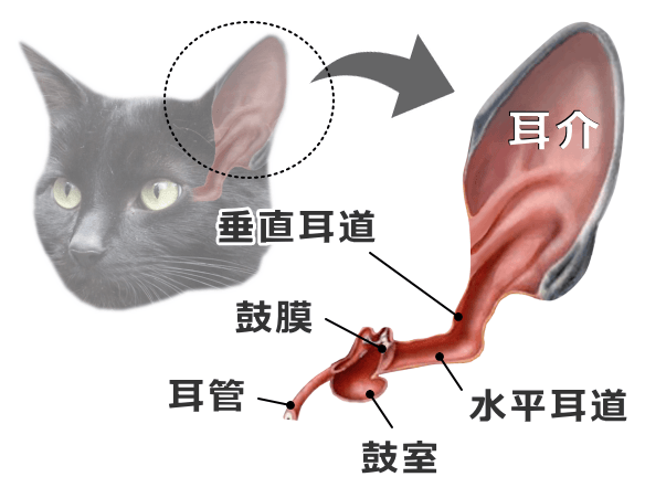 猫の外耳と耳道の解剖学的な構造