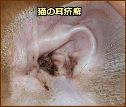 猫の耳の中で繁殖した疥癬