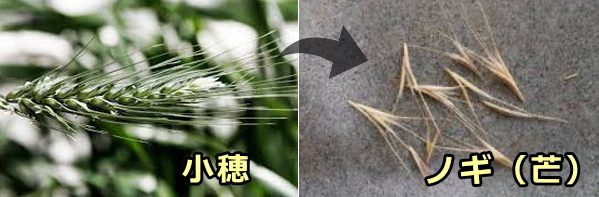 猫や猫の耳の異物混入として多い、植物のノギ（芒）