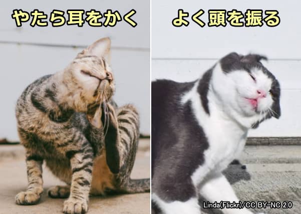 猫の外耳炎において典型的に見られる症状～耳をかく・頭を振る