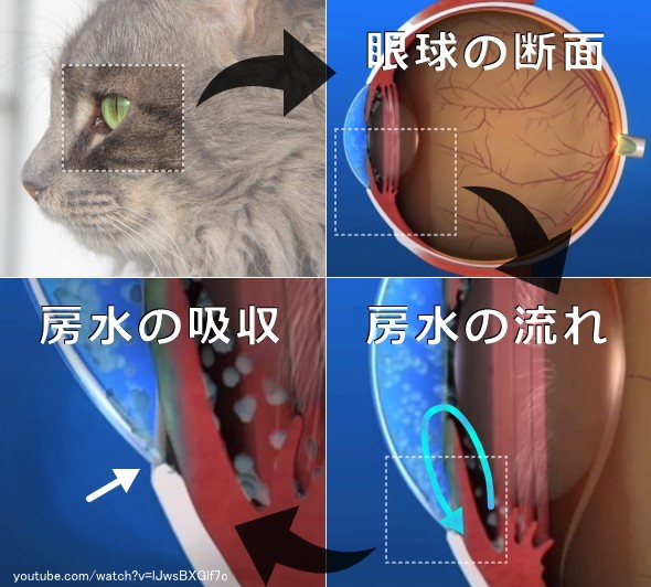 眼球内における防水の流れ