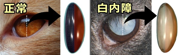 正常な猫の眼球と白内障にかかった猫の眼球