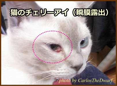 猫の片側性チェリーアイ（瞬膜露出）