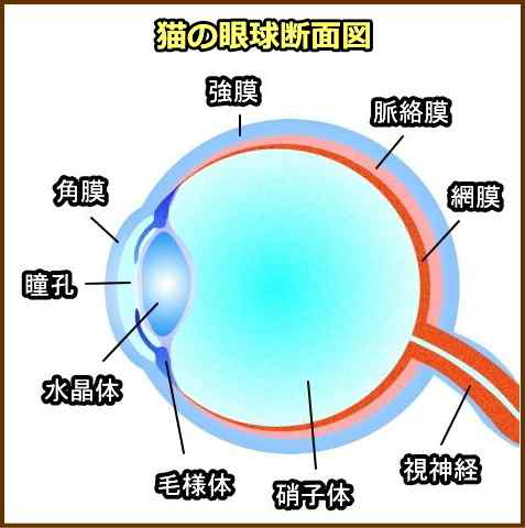 猫の眼球断面図