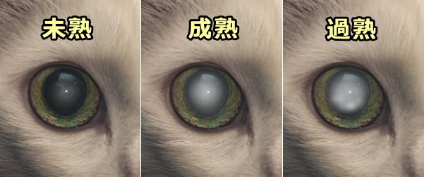 猫の白内障のステージ～未熟・成熟・過熟