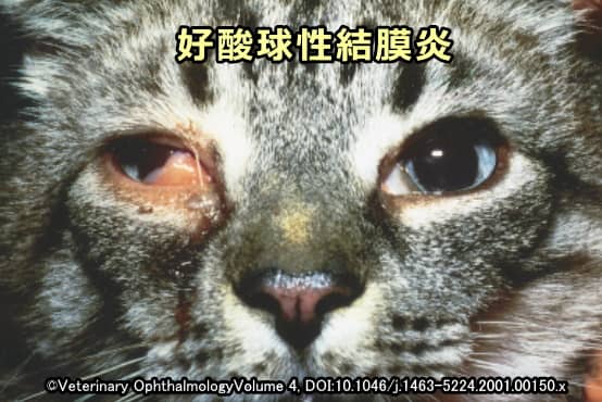 猫の右眼球に発症した好酸球性結膜炎