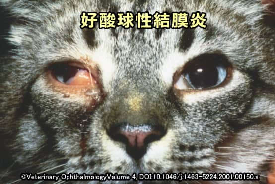 猫の右眼球に発症した好酸球性結膜炎