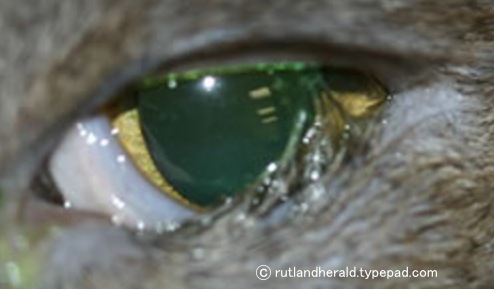 猫の眼瞼内反症～まぶたが眼球に向かって内反してしまっている