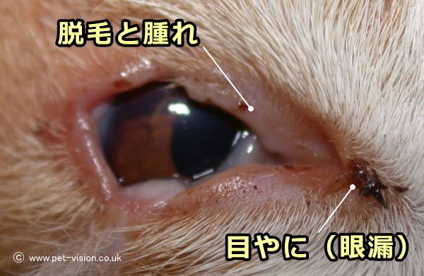 猫の眼瞼炎～まぶた周辺の腫れと目やに（眼漏）