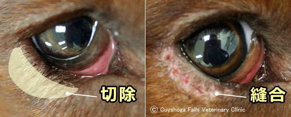 猫の眼瞼内反症に対する外科手術～Hotz-Celsus法