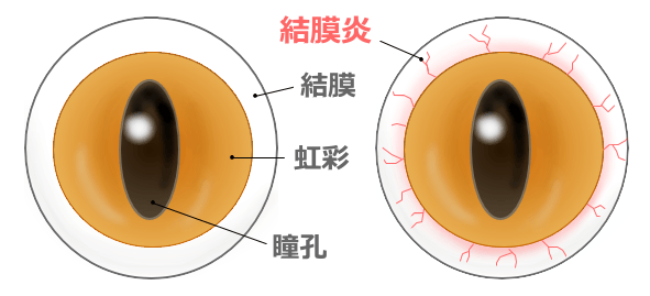 猫の虹彩と結膜の境界線模式図