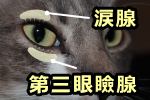 猫の涙腺と第三眼瞼腺の位置