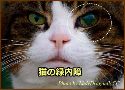 猫の緑内障～眼圧が高まったために眼球が膨張し、飛び出したような「牛眼」を示している