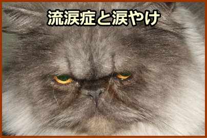 流涙症と涙やけ～慢性的に涙が流れ、鼻の横にしみのような痕跡を残している