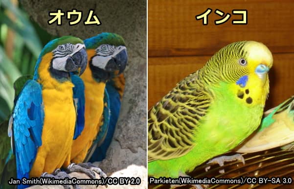 オウム病クラミジア(Chlamydia psittaci)を媒介するオウムやインコ