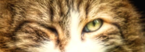 猫が片目をつぶってウインクしているように見えるのは異常の証
