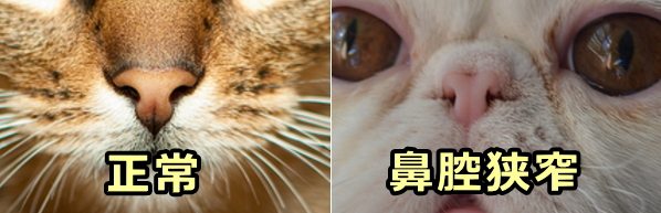猫の正常な外鼻孔と狭窄を起こした外鼻孔の比較