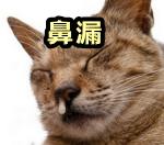 猫のあおっぱな（鼻漏）