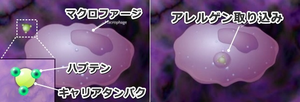 IV型アレルギー～マクロファージによるハプテンの取り込み