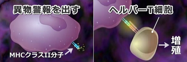 IV型アレルギー～マクロファージによるMHCクラスII分子の提示とヘルパーT細胞（Th1細胞）による応答