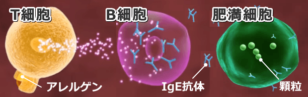 アレルゲンの侵入～T細胞によるB細胞の活性化～B細胞からのIgE抗体放出