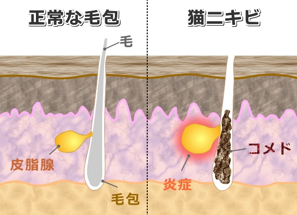 猫ニキビ ざそう 症状 原因から治療 予防法まで皮膚の病気を知る 子猫のへや