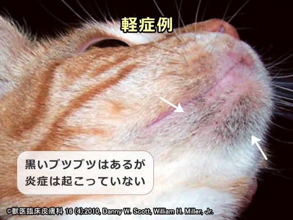 猫ニキビの軽症例～黒い粒が現れるが炎症は起こっていない状態