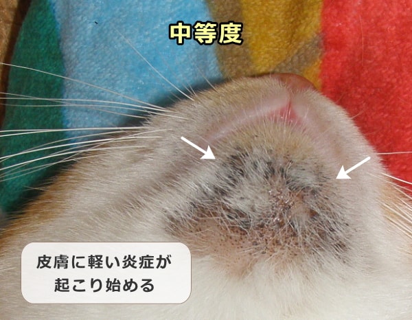 猫ニキビの中等度例～患部に軽い炎症が起こり猫が違和感を抱き始める