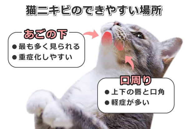 猫ニキビの発症しやすい場所