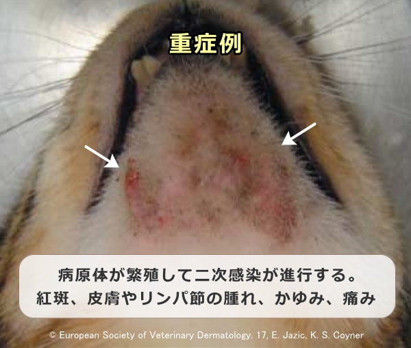 猫ニキビの重症例～患部で病原体が繁殖し炎症が生じた状態