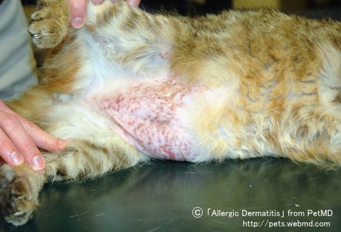 猫の腹部～鼠径部に発症した接触性アレルギーによる発赤