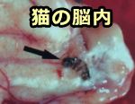 猫の脳内に迷入したウサギヒフバエ（Cuterebra）の幼虫