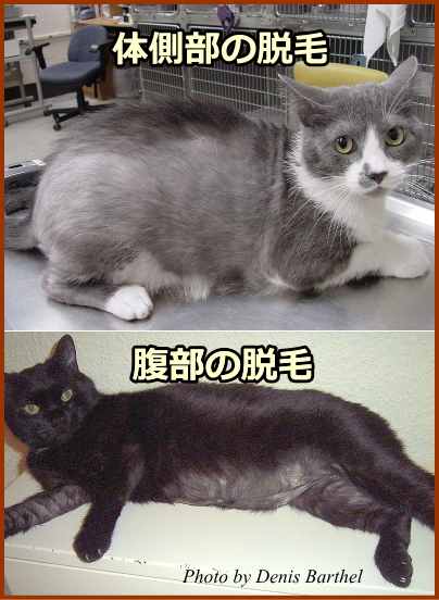 猫のホルモン性脱毛症～様々なパターンの脱毛を見せる