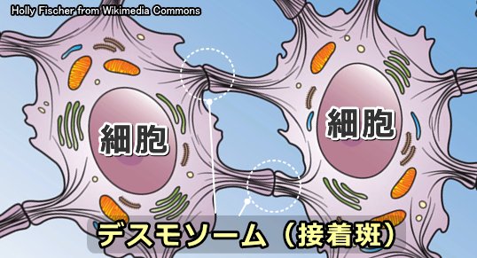 細胞と細胞を結び付ける「デスモソーム」(接着斑)